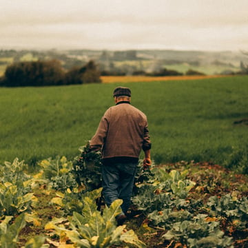 Farmer in field